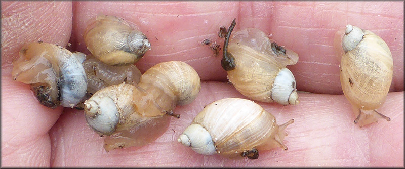 Succinea campestris Say, 1818 Crinkled Ambersnail ?