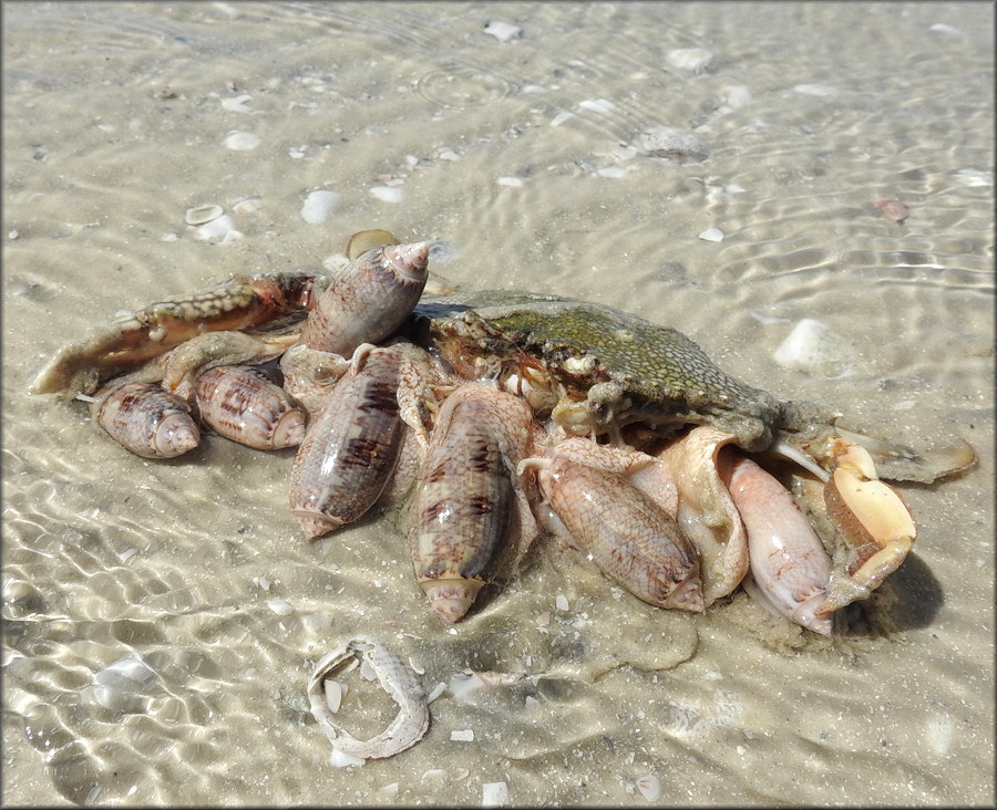 Oliva sayana Ravenel, 1834 Feeding On Probable Arenaeus cribrarius Speckled Crab