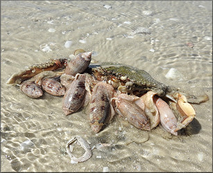 Oliva sayana Ravenel, 1834 Feeding On Probable Arenaeus cribrarius Speckled Crab