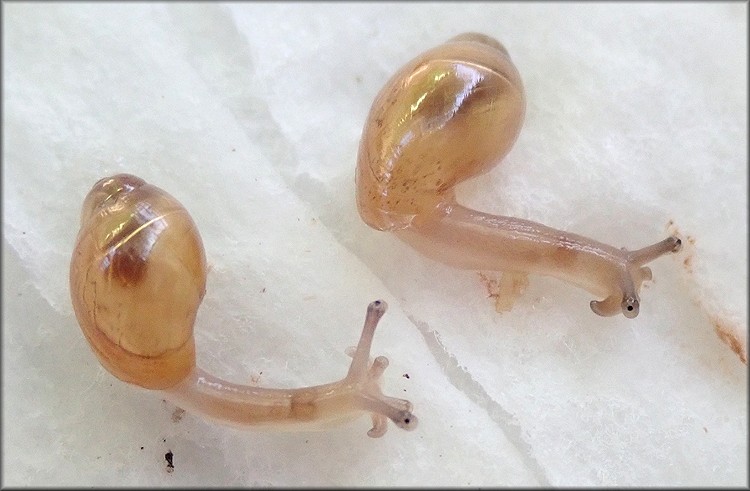 Euglandina rosea (Frussac, 1821) Juveniles