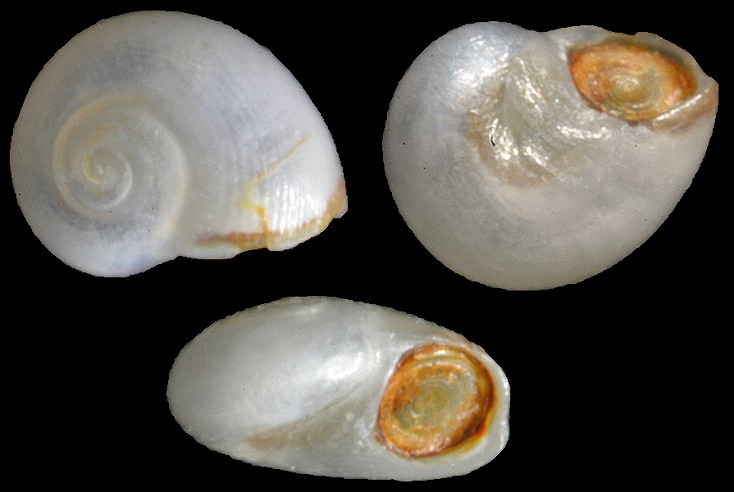 Teinostoma semistriatum (d'Orbigny, 1842)