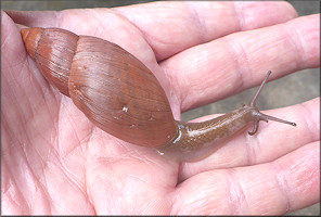 Euglandina rosea (Frussac, 1821) Rosy Wolfsnail