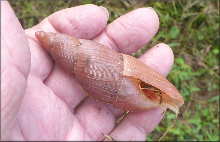 Euglandina rosea (Frussac, 1821) Rosy Wolfsnail - Very Large Specimen