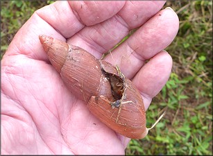 Euglandina rosea (Férussac, 1821) Rosy Wolfsnail - Very Large Specimen