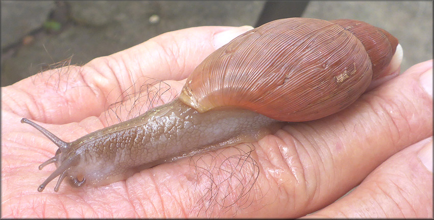 Euglandina rosea (Frussac, 1821) Rosy Wolfsnail