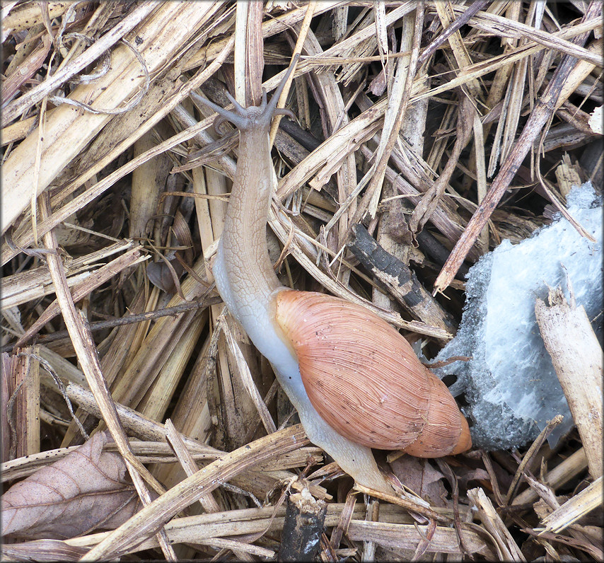 Euglandina rosea (Frussac, 1821) Rosy Wolfsnail In Situ