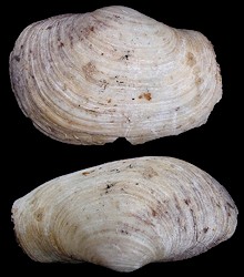 Panopea bitruncata (Conrad, 1872) Atlantic Geoduck