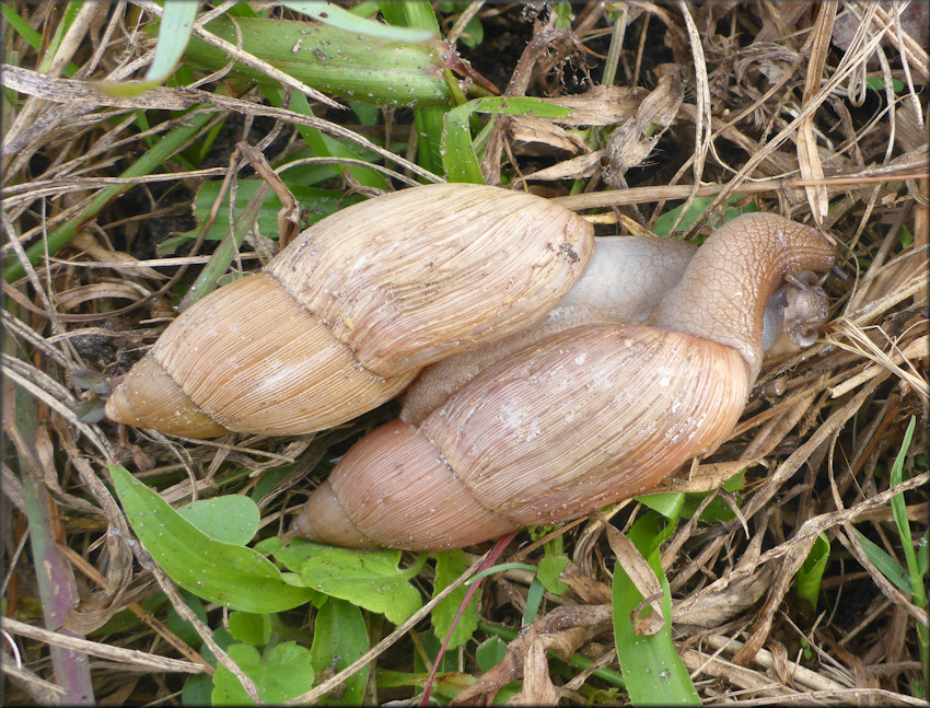 Euglandina rosea (Frussac, 1821) Mating In Situ