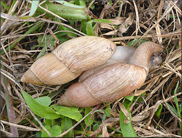 Euglandina rosea (Frussac, 1821) Mating In Situ