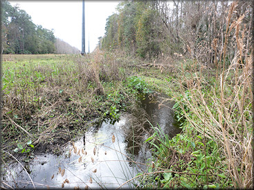Upper portion of the creek surveyed on 1/29/2017