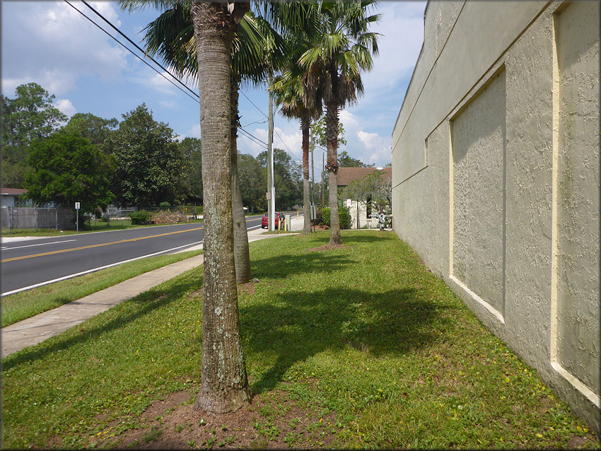 Bulimulus sporadicus On Anniston Road In Southeastern Jacksonville