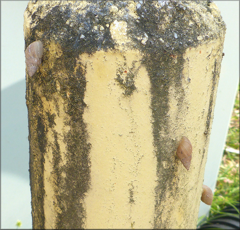 Bulimulus sporadicus On Anniston Road In Southeastern Jacksonville In Situ