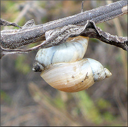 Succinea campestris Say, 1818 Crinkled Ambersnail ?