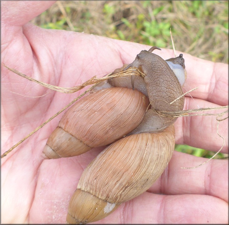 Euglandina rosea (Frussac, 1821) Mating