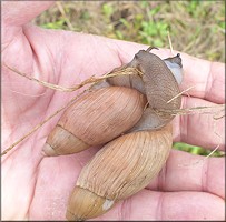 Euglandina rosea (Frussac, 1821) Mating