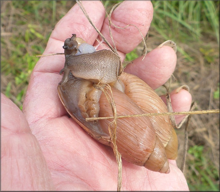 Euglandina rosea (Frussac, 1821) Mating