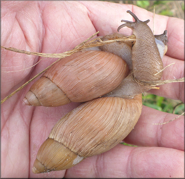 Euglandina rosea (Frussac, 1821) Mating In Situ