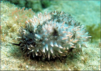 Macrocypraea cervus (Linn, 1771) Atlantic Deer Cowrie In Situ