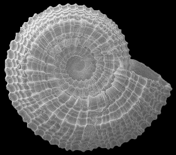 Pseudotorinia architae crystallina (Nowell-Usticke, 1969)