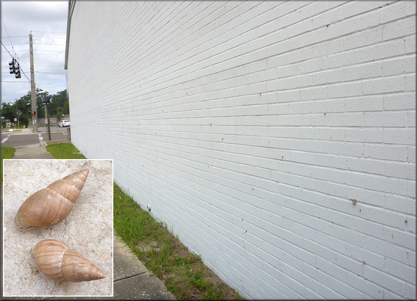 Bulimulus sporadicus At Aarons Furniture Store At Intersection Of 44th Street E. And N. Main Street