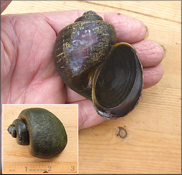 Pomacea diffusa Blume, 1957 Spiketop Applesnail In Duval County, Florida