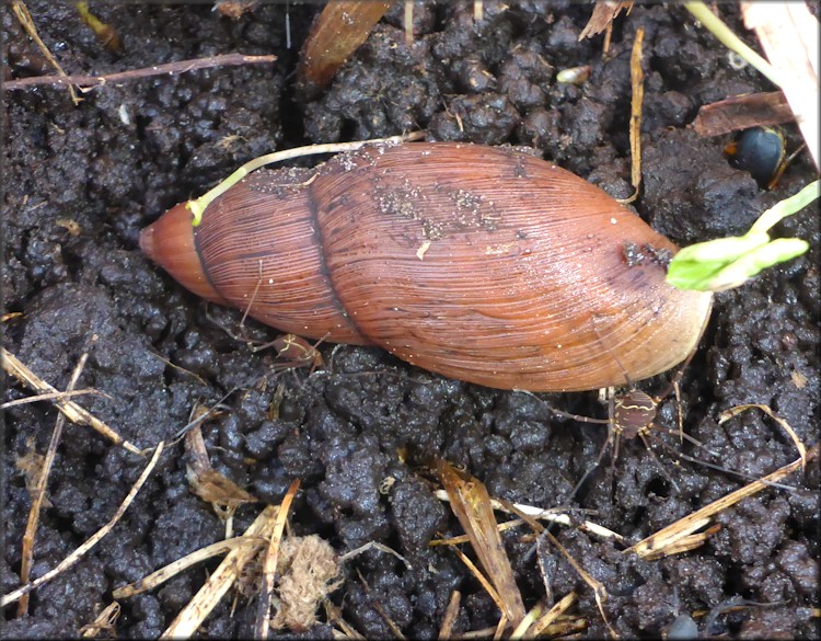 Euglandina rosea (Frussac, 1821) Rosy Wolfsnail In Situ