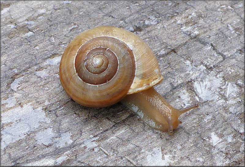 Allogona profunda (Say, 1821) Broad-banded Forestsnail