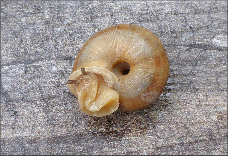 Allogona profunda (Say, 1821) Broad-banded Forestsnail