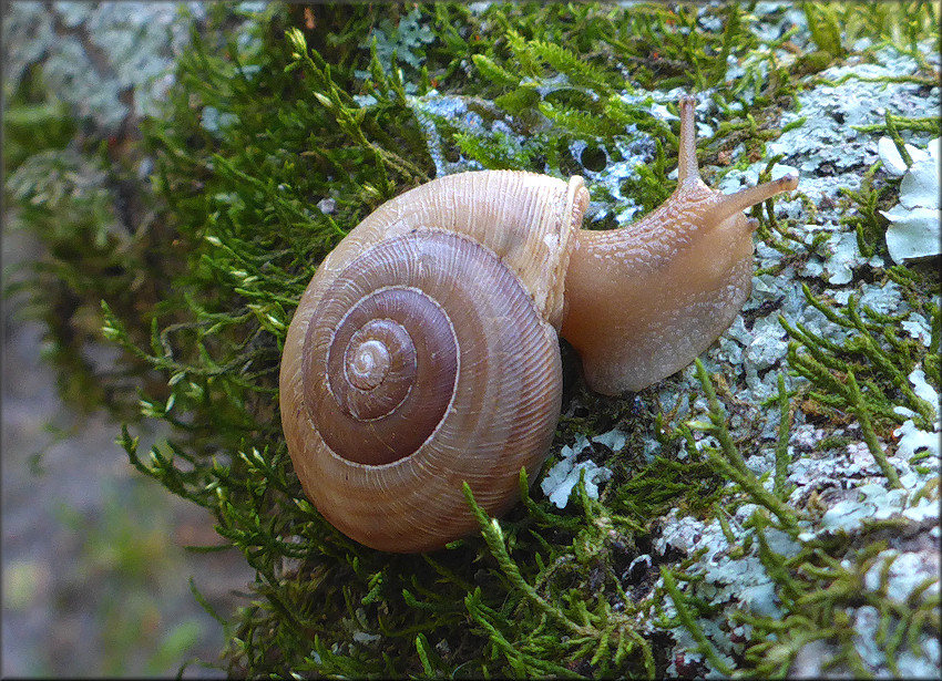 Allogona profunda (Say, 1821) Broad-banded Forestsnail