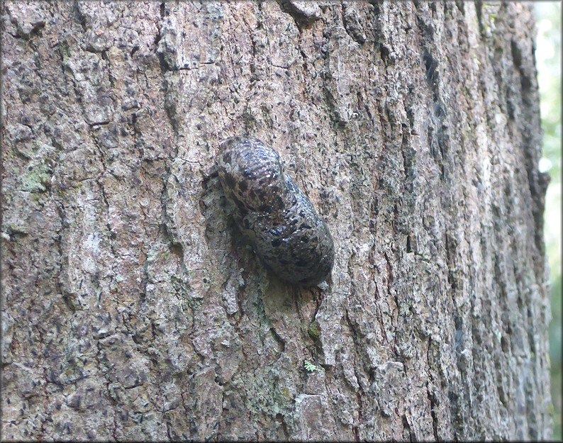 Philomycus carolinianus (Bosc, 1802) Carolina Mantleslug Up A Tree