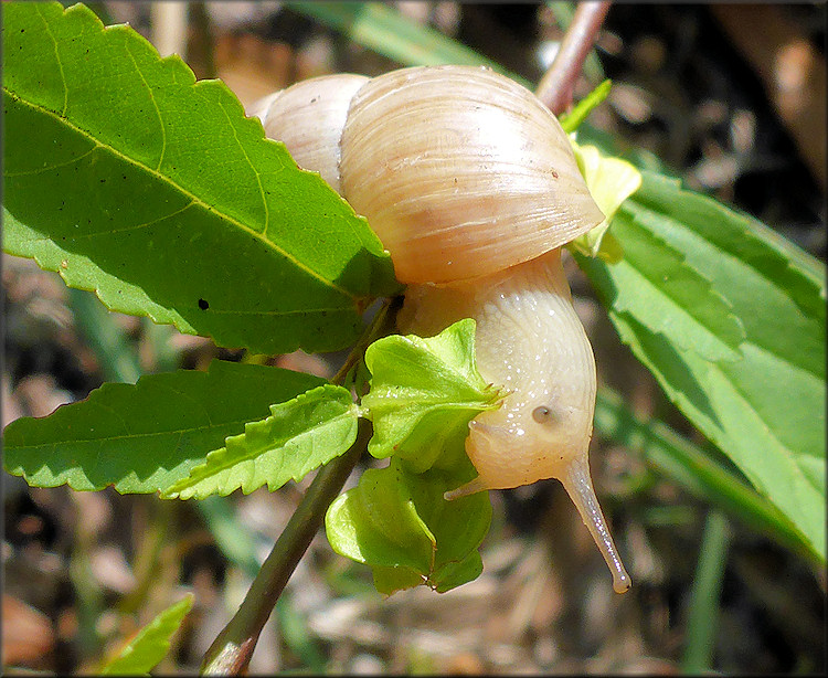 Bulimulus sporadicus From Field Near The Intersection Of Arlington Road And Cesery Terrace