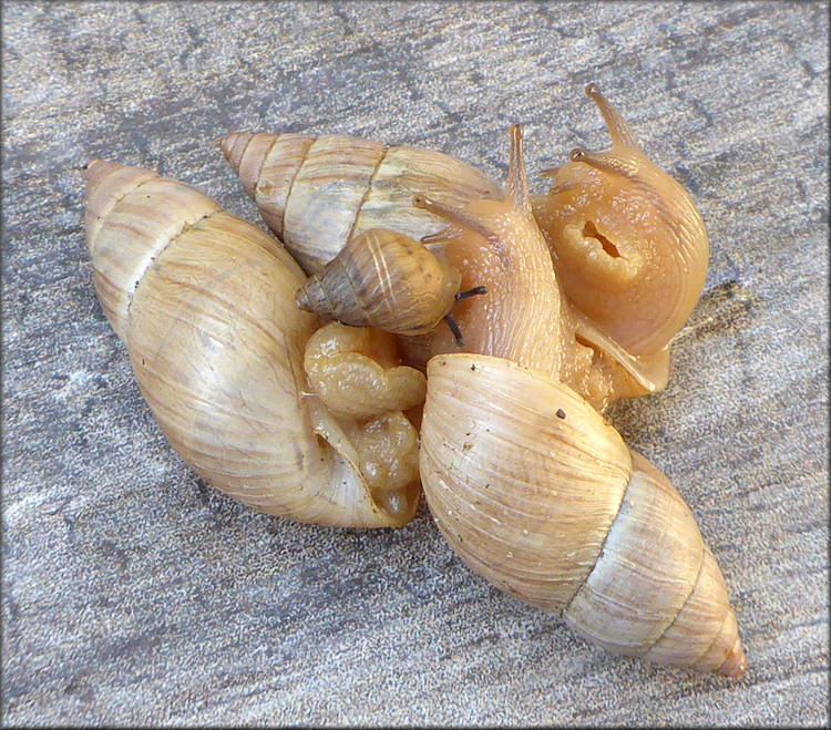 Bulimulus sporadicus From Field Near The Intersection Of Arlington Road And Cesery Terrace