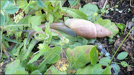 Euglandina rosea (Frussac, 1821) Rosy Wolfsnail In Situ