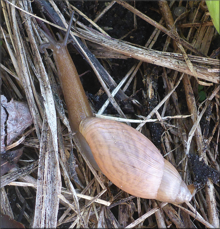 Euglandina rosea (Frussac, 1821) Rosy Wolfsnail In Situ