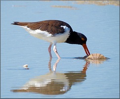 Haematopus palliatus American Oystercatcher