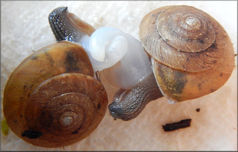 Ventridens eutropis Pilsbry, 1946 Carinate Dome Mating