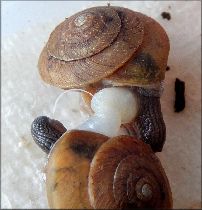 Ventridens eutropis Pilsbry, 1946 Carinate Dome Mating