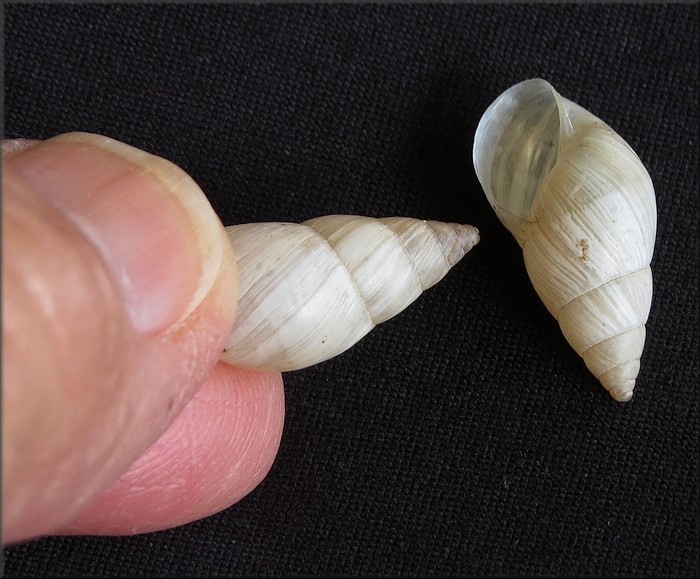 Bulimulus sporadicus At Big Lagoon State Park, Pensacola, Escambia County, Florida