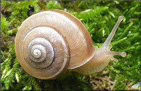 Praticolella griseola (L. Pfeiffer, 1841) Vagrant Scrubsnail