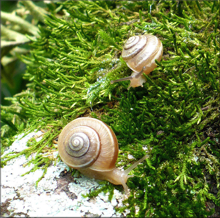 Praticolella griseola (L. Pfeiffer, 1841) Vagrant Scrubsnail