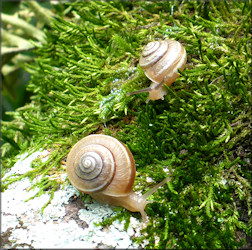 Praticolella griseola (L. Pfeiffer, 1841) Vagrant Scrubsnail