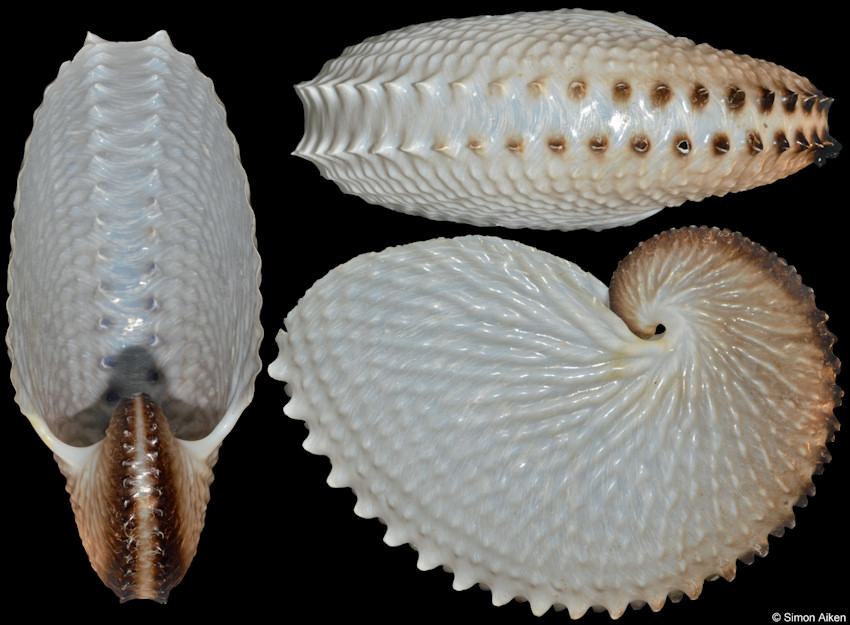 Argonauta nodosa Lightfoot, 1786 Knobby Argonaut 