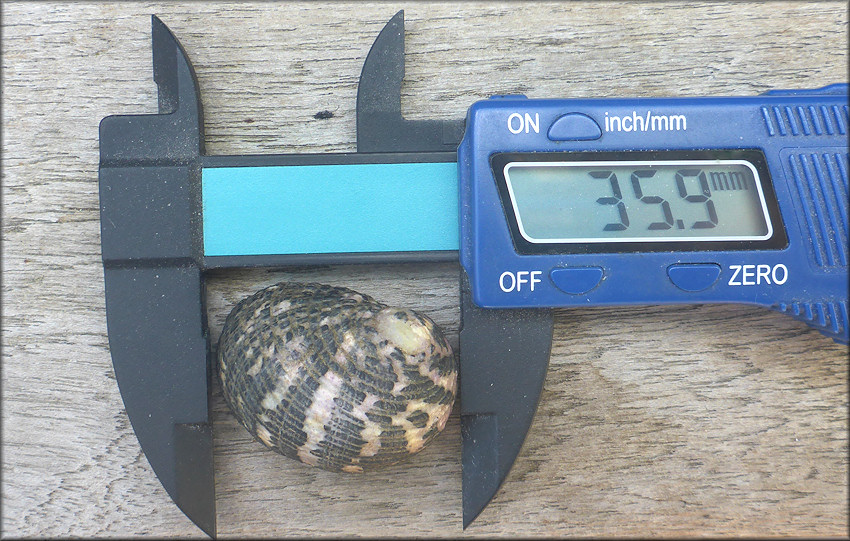 Nerita fulgurans Gmelin, 1791 Antillean Nerite Large Specimen