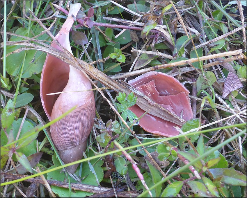 Euglandina rosea (Frussac, 1821) Predator Damage