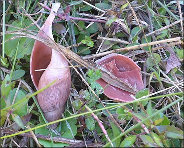 Euglandina rosea (Frussac, 1821) Predator Damage