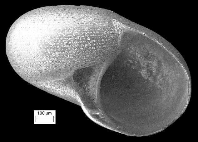 cf. Solariorbis multistriatus (A. E. Verrill, 1884)