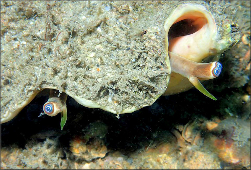 Three-eyed Lobatus costatus (Gmelin, 1791) Milk Conch