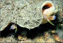 Three-eyed Lobatus costatus (Gmelin, 1791) Milk Conch