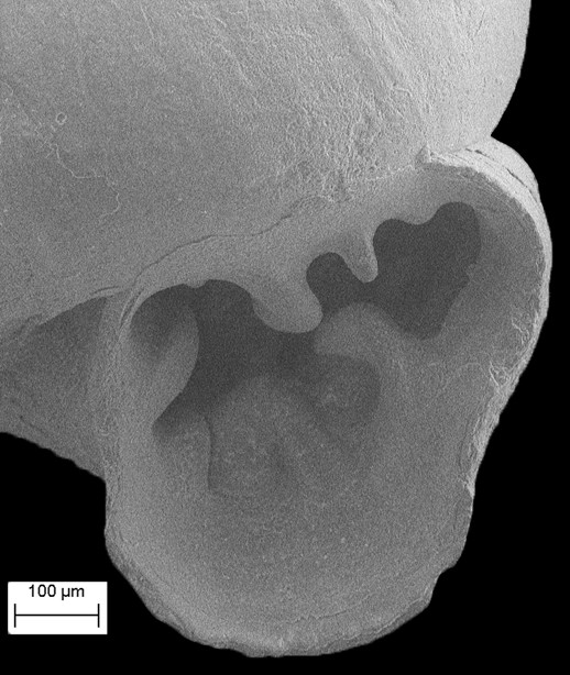 Vertigo species cf. V. ovata Say, 1822 ? sp. nov. (Florida Fossil)