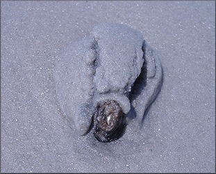 Anatina anatina (Spengler, 1802) Smooth Duckclam In Situ